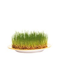 Ask the experts: Digesting wheatgrass