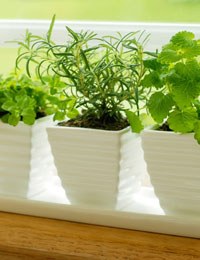 How to include herbs in everyday cooking