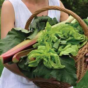 Gardening diary: Late summer