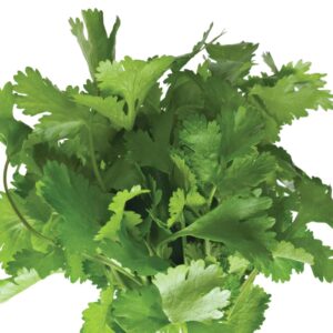In season late summer: Coriander
