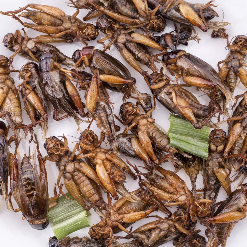 Would you like bugs for dinner?