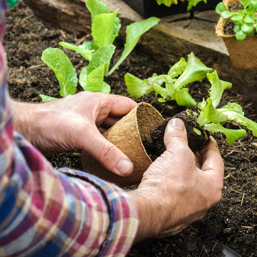 Is the obesity solution in the garden?