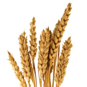 10 years of nutrition myths