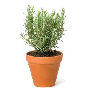 In season mid-winter: Rosemary, spinach