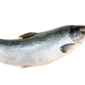 Rugby players get fishy