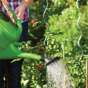 Gardening diary: Mid-summer
