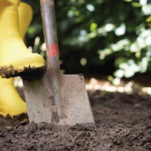 Gardening diary: Early winter