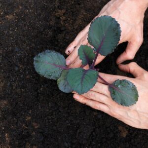 Gardening diary: Early autumn/fall
