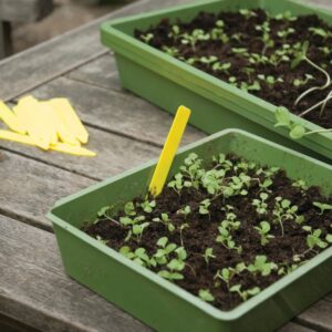 Gardening diary: Early autumn/fall