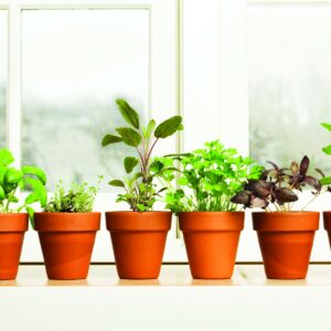 Grow your own indoor herbs