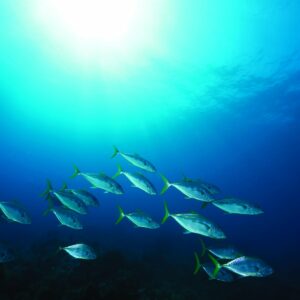 Guide to sustainable fish