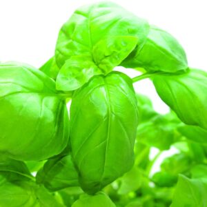 In season late spring: Basil