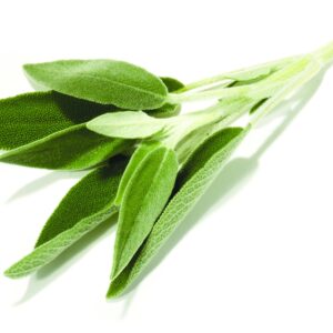 In season mid-spring: Sage