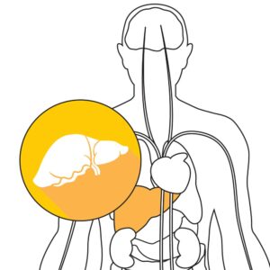 Inside your body: The liver