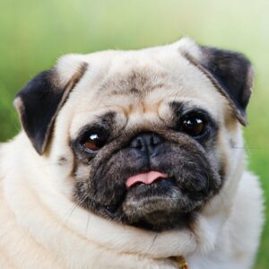 Pawsome diet tips for pets