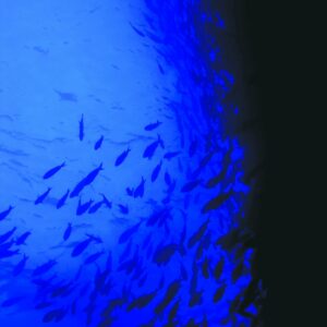 Seafood and sustainability