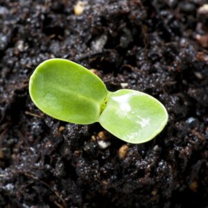 What does ‘natural’ mean?