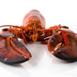 Why we like shellfish