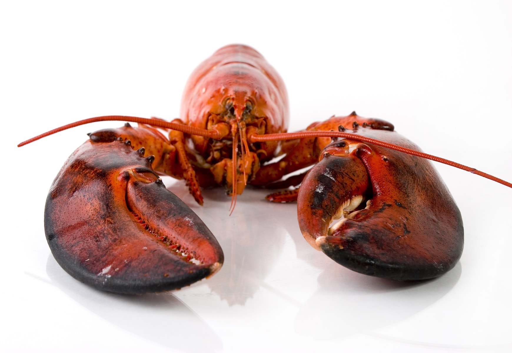 Shellfish Macos Why we like shellfish - My Everyday Wellbeing