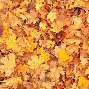 Autumn garden: Pest wars and forgotten flavours