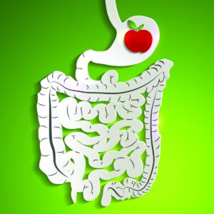 How your digestive system works