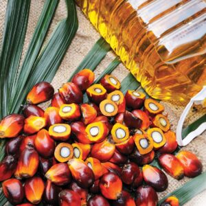 Spotlight on palm oil