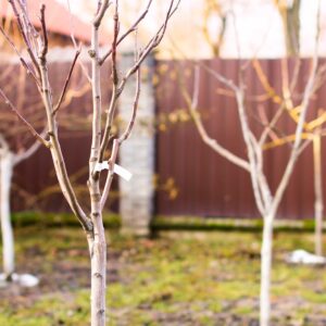 Making the most of your winter garden