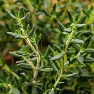 Herbs, birds and winter veg