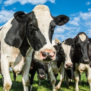 Going vegan day 2: Hidden animal products