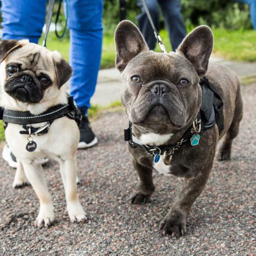 The health benefits of having a dog