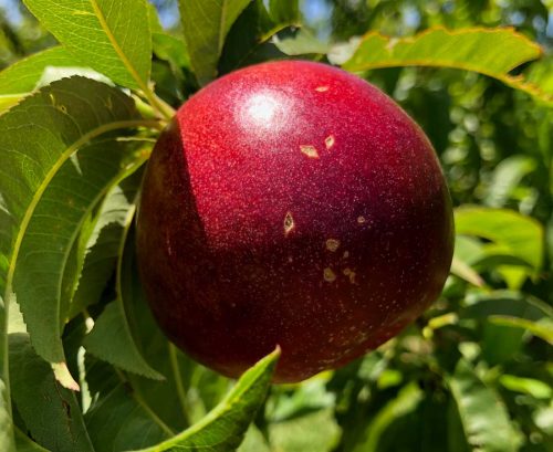 blemished nectarine