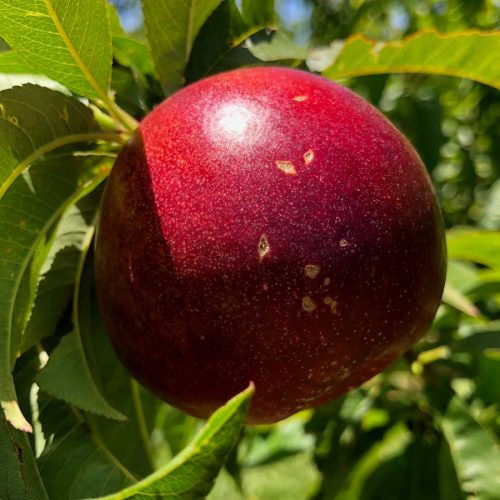 Support local growers and eat ugly fruit