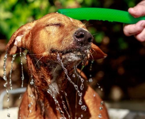 Dog enjoying water