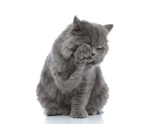 Cat touching face