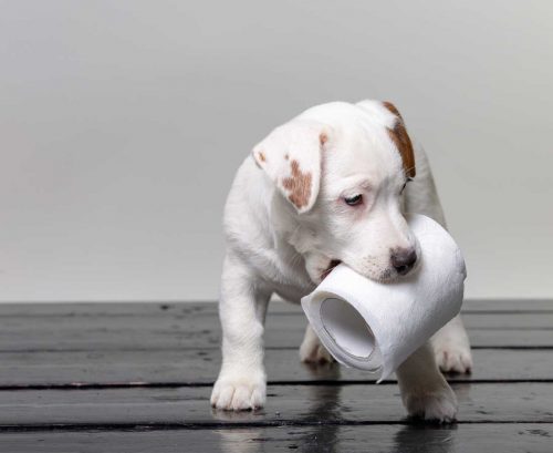 Puppy stealing toilet paper