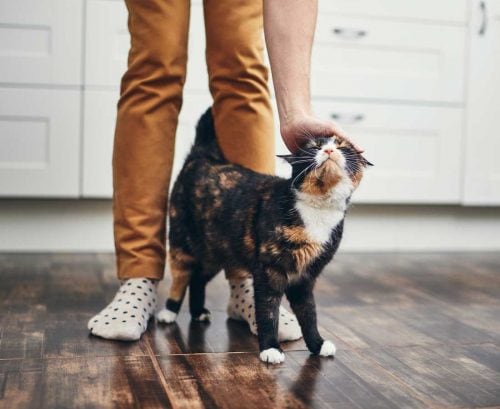 woman's legs with a cat, at home alone, happy