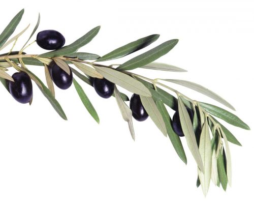 Olive branch with leaves and olives