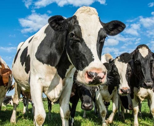 Dairy cows