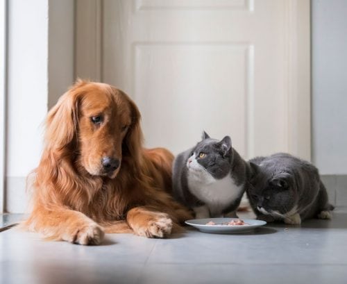 two cats eating while a dog looks on