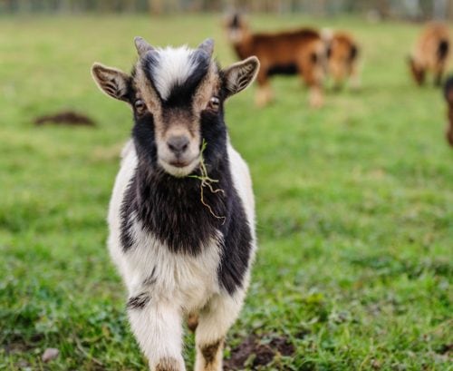 Cute goat