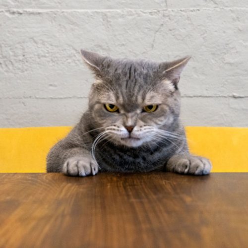 Why people get hangry, according to science