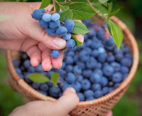 Person holding a bucket of blueberries