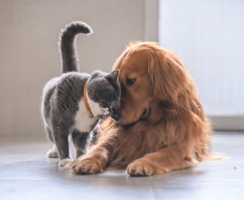Grey cat and golden retriever