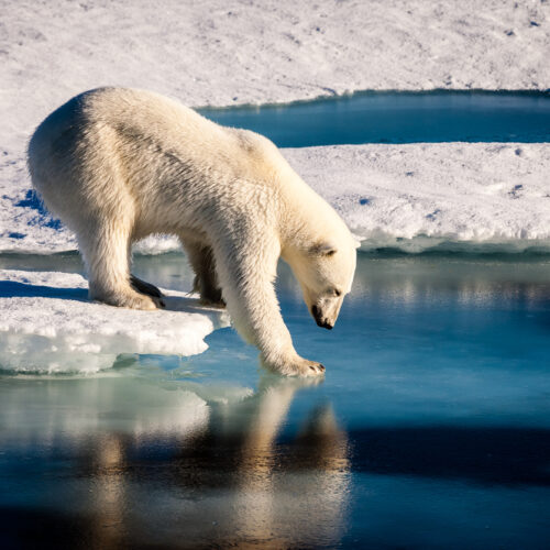 10 easy ways to help save our planet