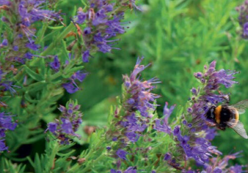 Herbs to grow and savour