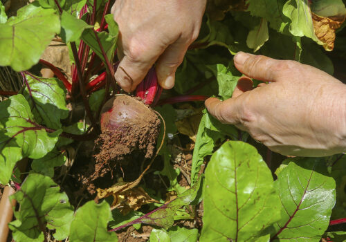 Animal-free fertilisers