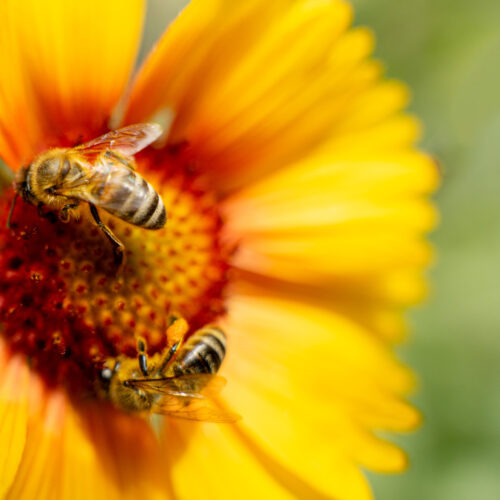 How to get the native buzz–just add bees!