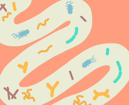 How to support gut health while taking antibiotics