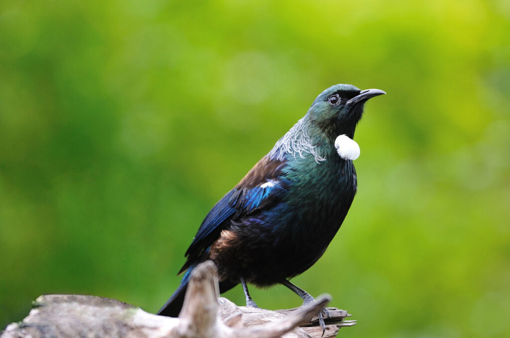 Paying attention to birdsong while walking in nature can boost wellbeing, my research shows