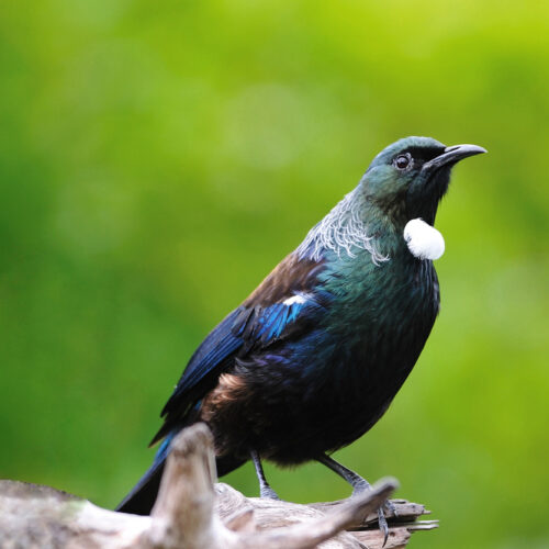 Paying attention to birdsong while walking in nature can boost wellbeing, my research shows
